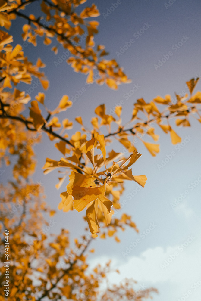 Yellow ginkgo autumn leaves on blue sky in Japan Yellow ginkgo autumn leaves on blue sky in Japan
