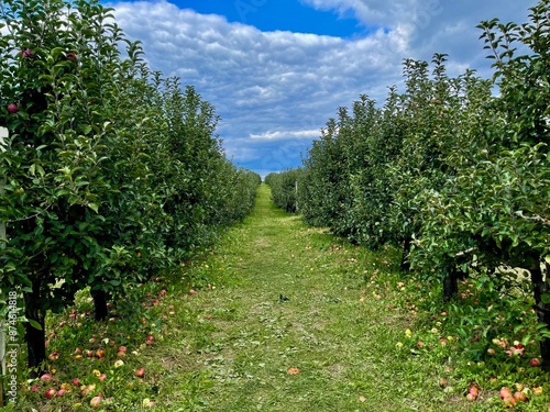 apple orchard in fall