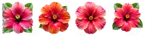 Top view of beautiful hibiscus on isolated transparent background PNG file