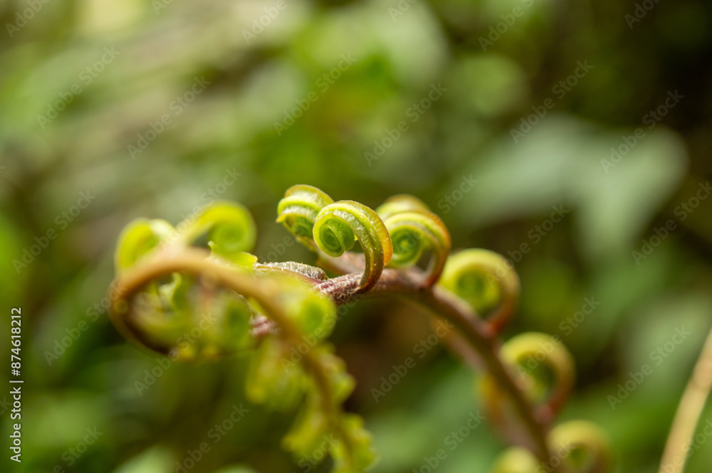exotic plant with diffused background exotic plant with diffused background