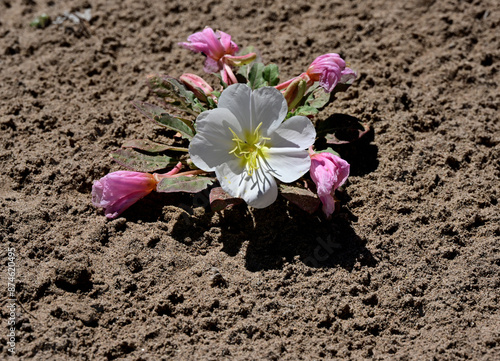 Tufted Evening Primrose (Oenothera caespitosa) blooms in the high desert of Nevada.
 photo