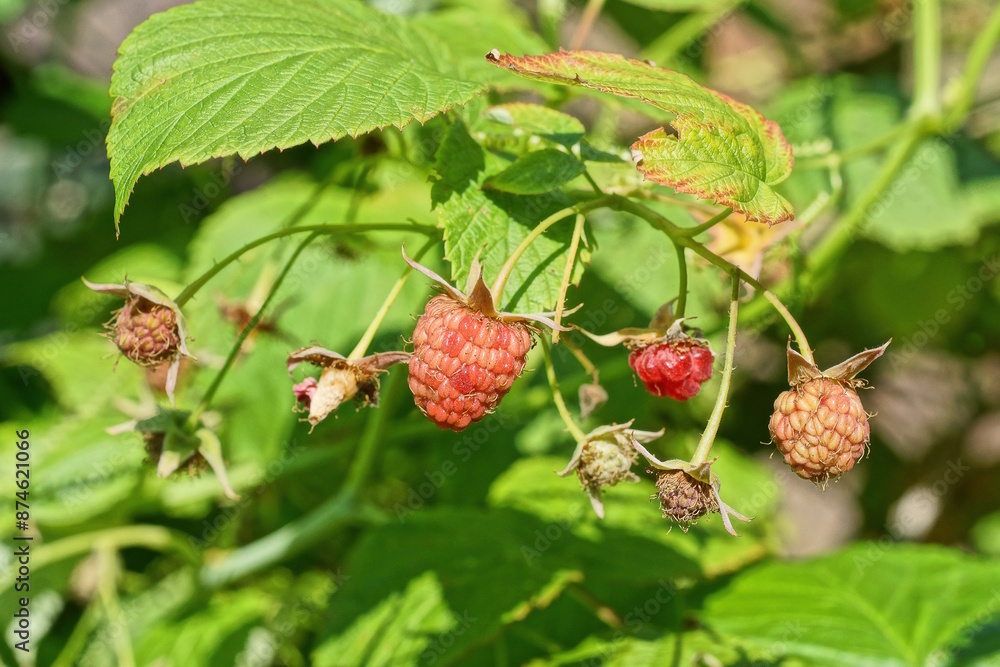 red berries raspberries on a branch with green bush leaves in summer garder red berries raspberries on a branch with green bush leaves in summer garder