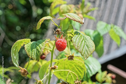 red berries raspberries on a branch with green bush leaves in summer garder photo