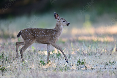  Columbian black-tailed deer fawn strolling in the park meadow 