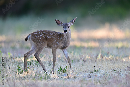  Columbian black-tailed deer fawn strolling in the park meadow 