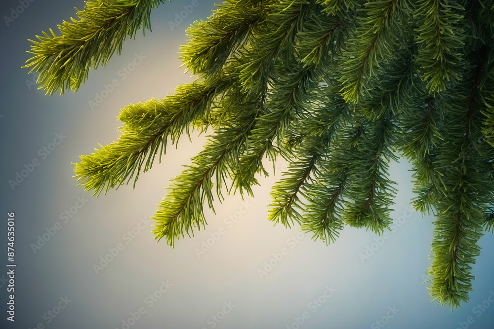 Obraz premium Pine Branches Against a Soft Blue Sky