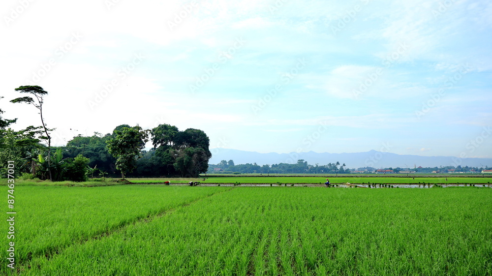 The activities of farmers in the fields in the morning The activities of farmers in the fields in the morning
