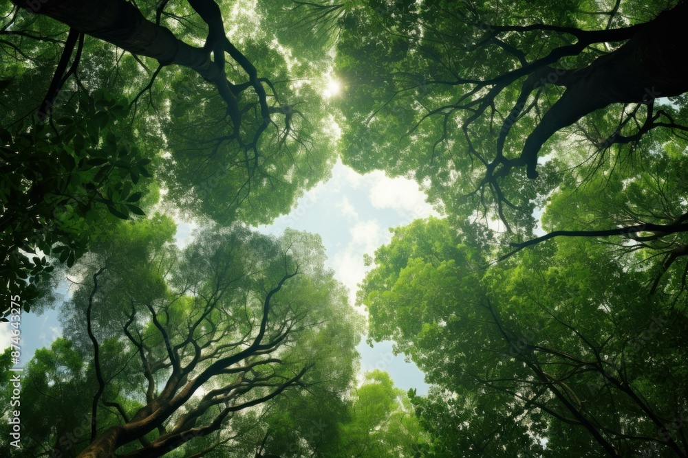 Fototapeta premium Upward view of a dense green forest canopy with sun rays peeking through tree branches
