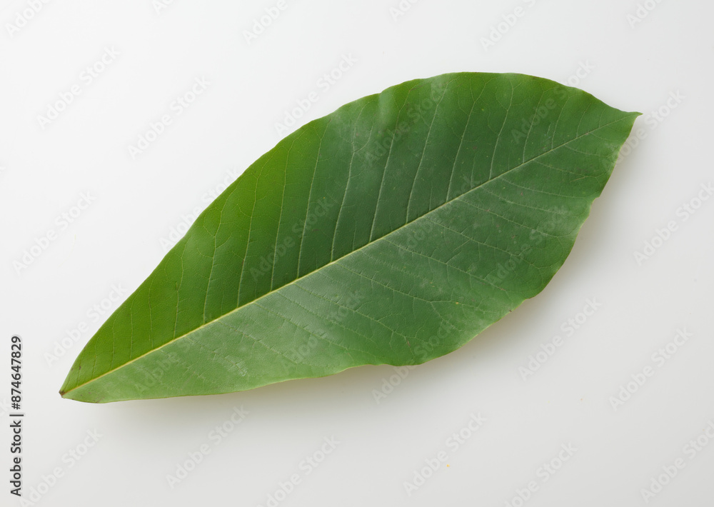 Obraz premium 朴葉 白バック