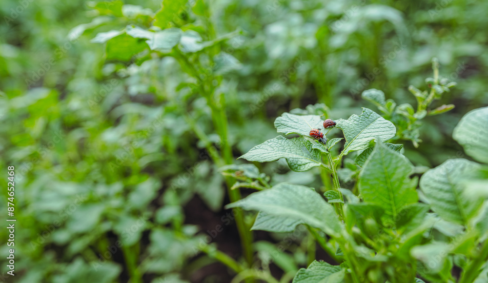 Colorado Potato Beetles Feasting on Potato Plant Leaf Colorado Potato Beetles Feasting on Potato Plant Leaf