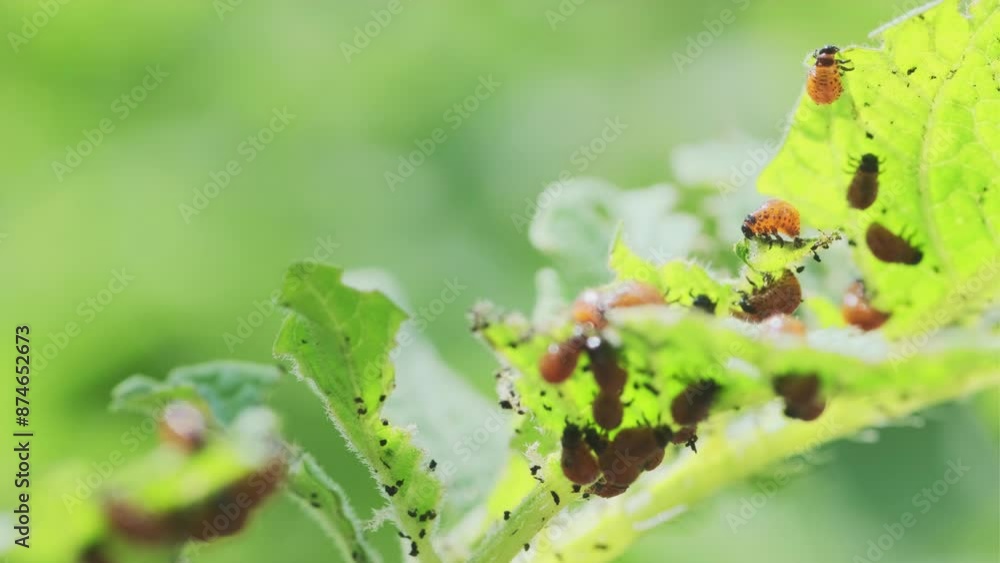 Colorado Potato Beetles Feasting on Potato Plant Leaf Colorado Potato Beetles Feasting on Potato Plant Leaf