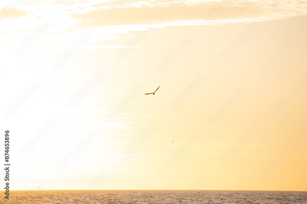 Naklejka premium Silhouette of a flying seagull during an orange dusk sunset over the beach