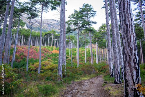 The south coast of Crimea. On the Mishor Trail photo