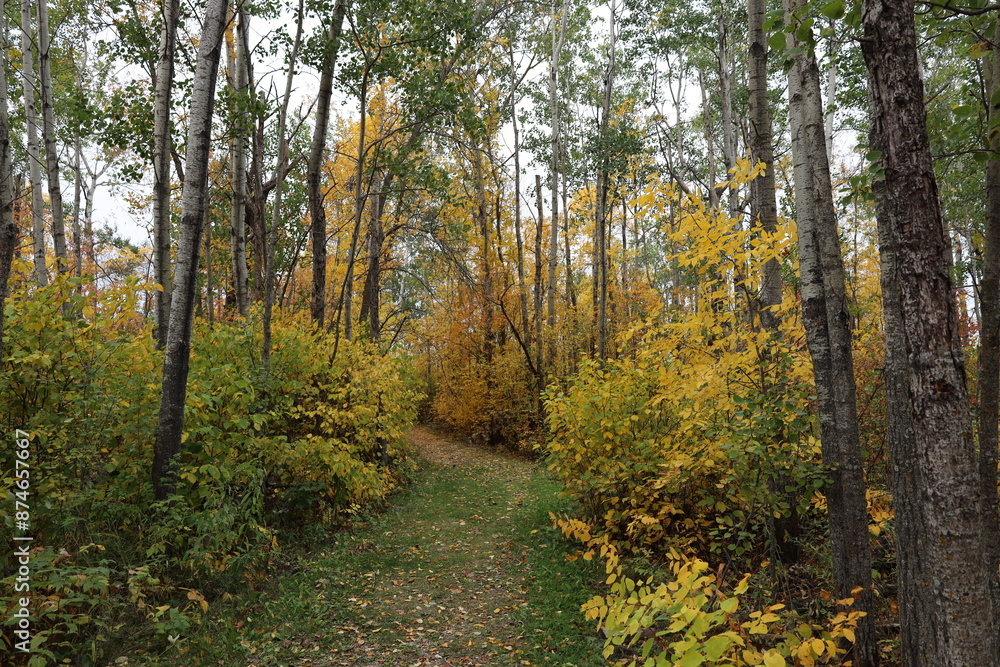 leaf-strewn path through boreal forest in full autumn glory leaf-strewn path through boreal forest in full autumn glory