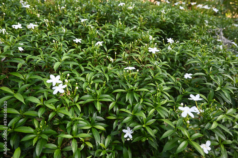 Obraz premium white jasmine flower in the yard