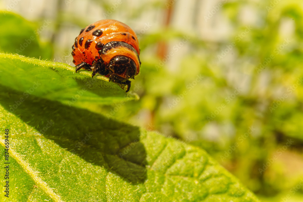 Close-Up of a Colorado Potato Beetle Larva on a Green Stem Close-Up of a Colorado Potato Beetle Larva on a Green Stem