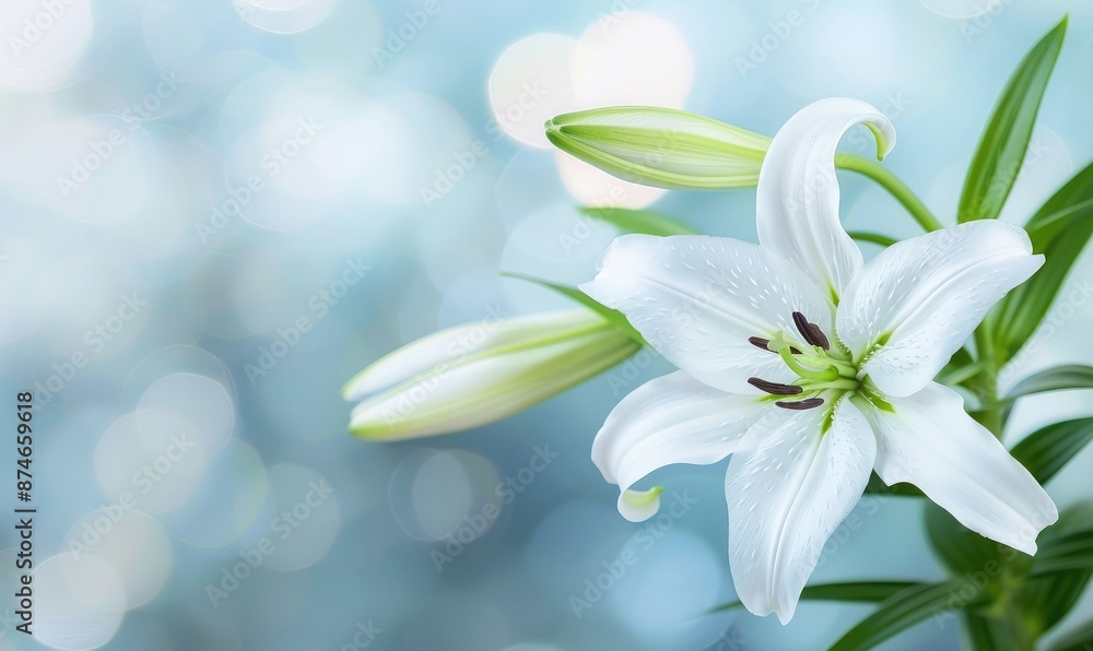 Fototapeta premium Beautiful white lily flower on a soft blue bokeh background, symbolizing purity and elegance in a serene setting.