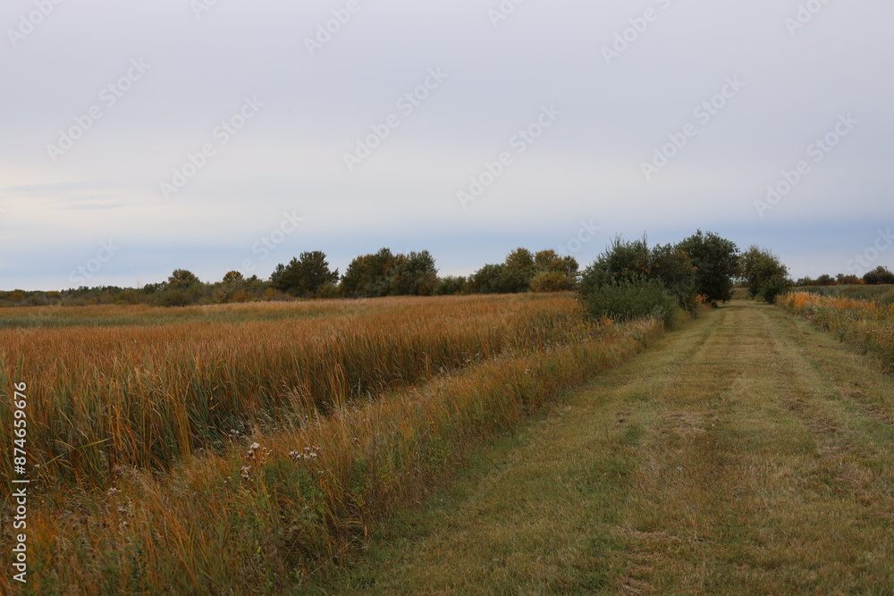 Fototapeta premium natural tall grass prairie in autumn splendor