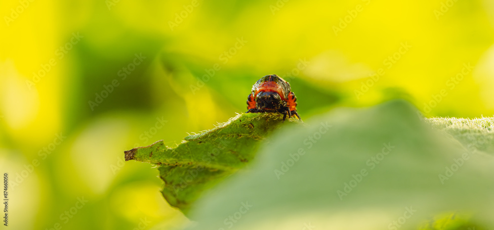 Naklejka premium Colorado Potato Beetle Larva on Green Leaf in Sunlight