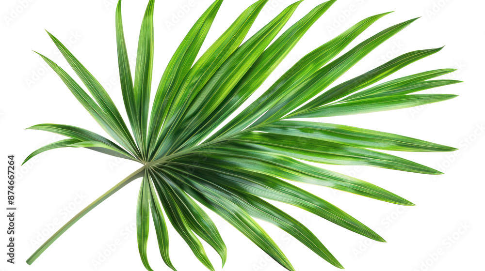 PNG palm leaf, palm tree isolated on white PNG palm leaf, palm tree isolated on white
