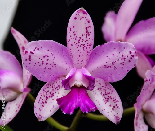 Beautiful Pink Spotted Orchid Hybrid Cattleya Pinata Surprise in Bloom. photo