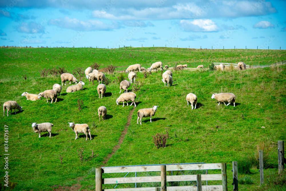 Fototapeta premium Sheep Pasture in Manawatu-Whanganui Region - New Zealand