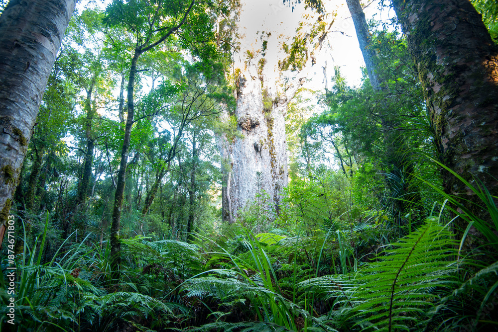 Fototapeta premium 'Te Matua Ngahere' Kauri Tree - New Zealand