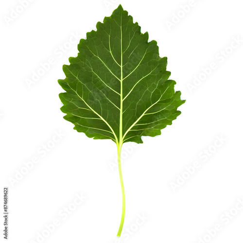 Kale leaves Transparent Background Images 