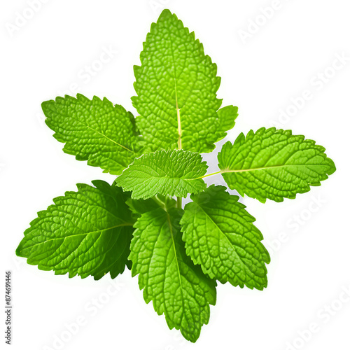 Lemon balm Transparent Background Images  photo