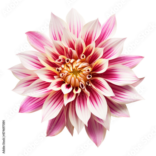 Dahlia flower isolate on transparent png. 