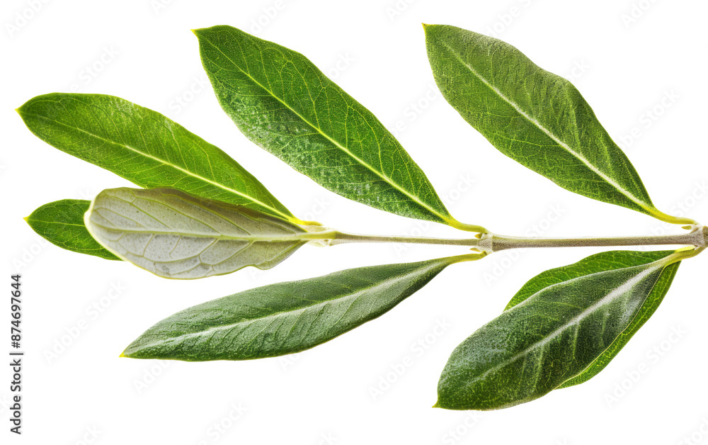 Fototapeta premium An olive leaf against a transparent background without any shadow.