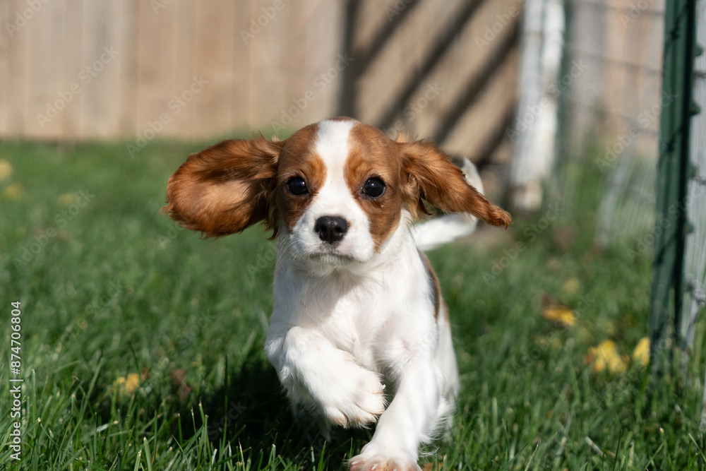dog dog