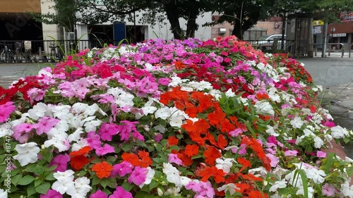 Wallpaper Mural flower, garden, pink, nature, plant, bloom, blossom, beauty, spring, flora, leaf, red, purple, colorful, color, floral, petal, season, beautiful, gardening Torontodigital.ca