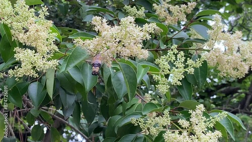 Wallpaper Mural flower, nature, spring, garden, plant, summer, beauty, season, flowering Torontodigital.ca
