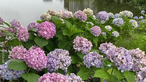 Wallpaper Mural flower, nature, spring, garden, plant, summer, beauty, season, flowering Torontodigital.ca