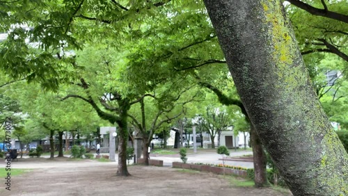 Wallpaper Mural tree, nature, landscape, park, trees, city, building, day Torontodigital.ca