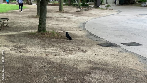 Wallpaper Mural bird, tree, nature, sky, animal, wildlife, birds, black, wild, beak, leaves, spring, crow, trees Torontodigital.ca