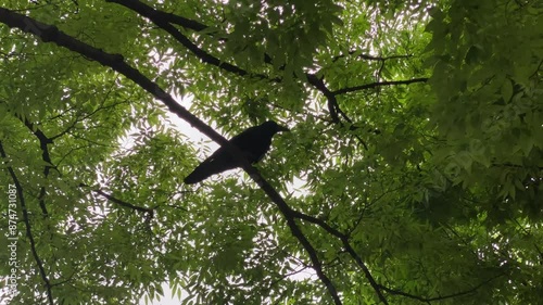 Wallpaper Mural bird, tree, nature, sky, animal, wildlife, birds, black, wild, beak, leaves, spring, crow, trees Torontodigital.ca
