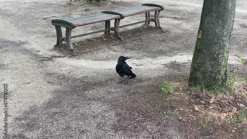 Wallpaper Mural bird, tree, nature, sky, animal, wildlife, birds, black, wild, beak, leaves, spring, crow, trees Torontodigital.ca