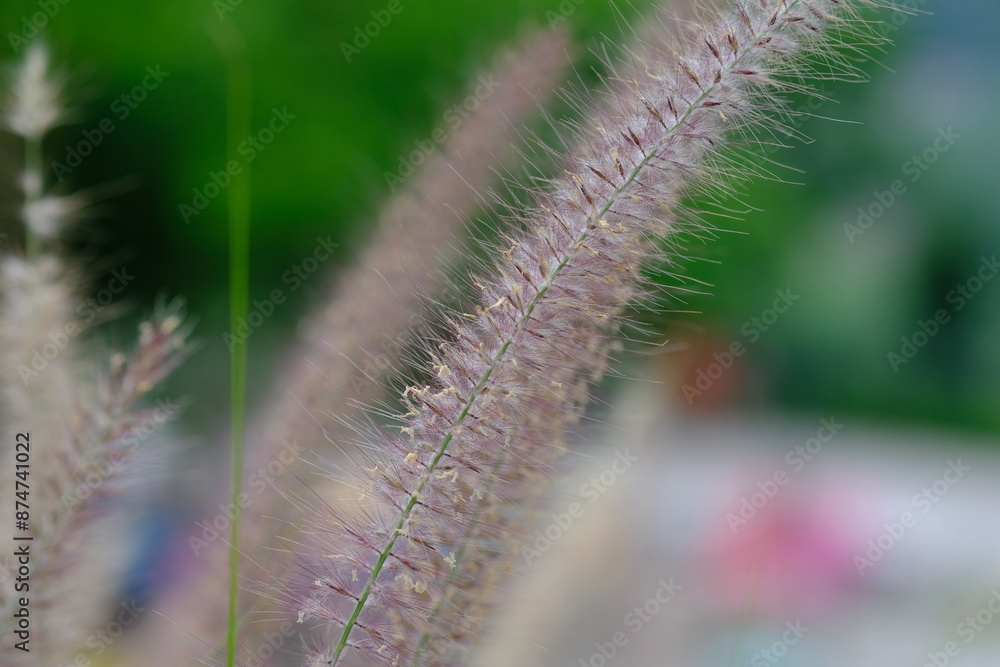 Obraz premium Cattail grass is a type of grass native to tropical Africa, a member of the Poaceae family. Pennisetum polystachion.