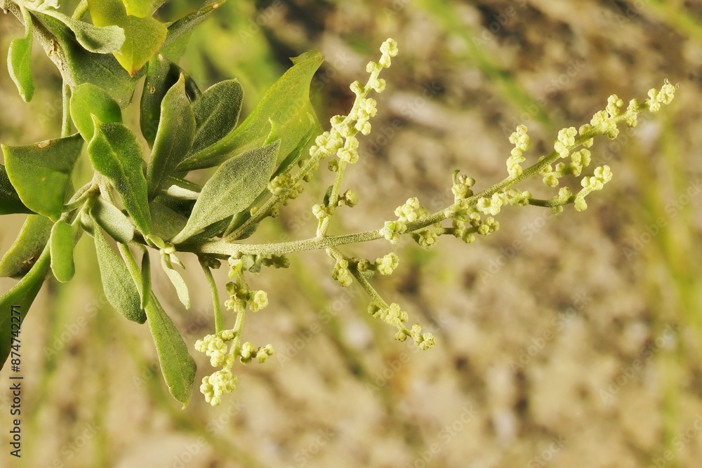 Φωτογραφία Close-up of Old Man Saltbush (Atriplex nummularia) flowers and foliage, South Au