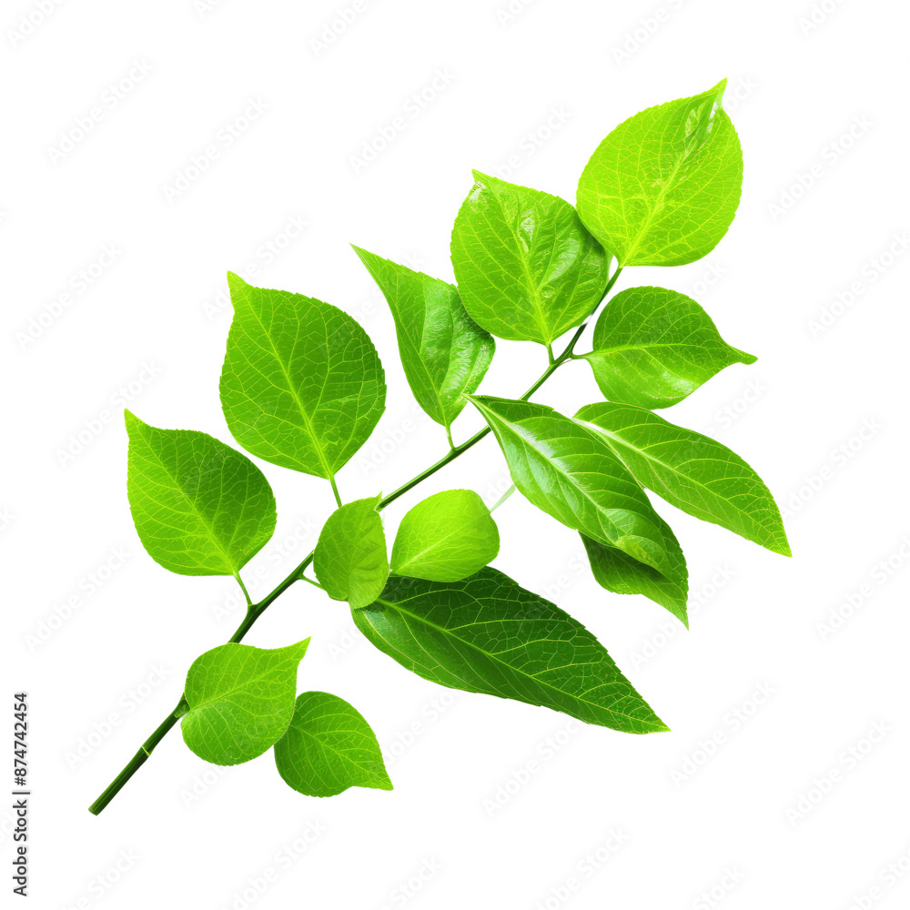 Branch of green leaves isolate on transparent png.
Branch of green leaves isolate on transparent png.
