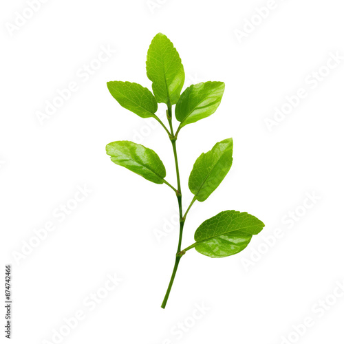 Branch of green leaves isolate on transparent png. 