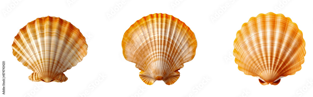 Set of scallop seashells isolated on transparent background Set of scallop seashells isolated on transparent background
