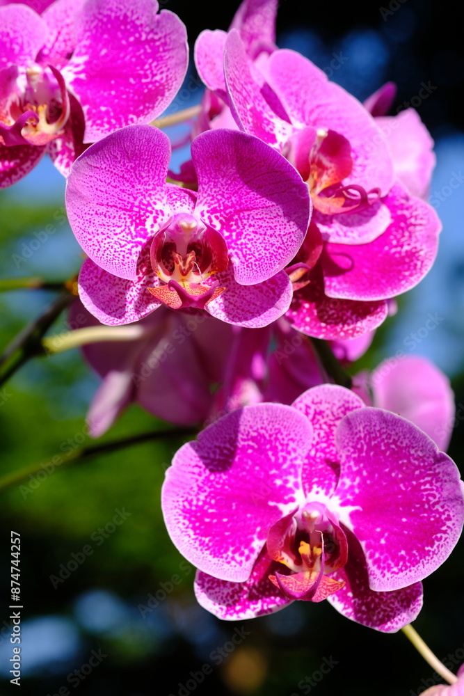 Φωτογραφία Phalaenopsis also known as moth orchids is a genus of about seventy species of plants in the family Orchidaceae