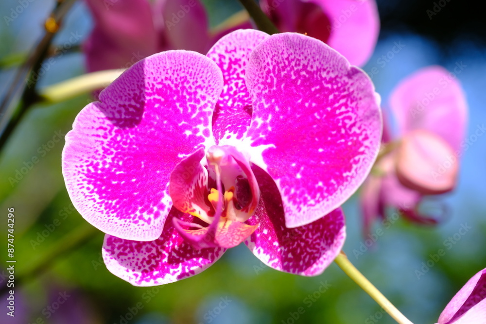 Φωτογραφία Phalaenopsis also known as moth orchids is a genus of about seventy species of plants in the family Orchidaceae
