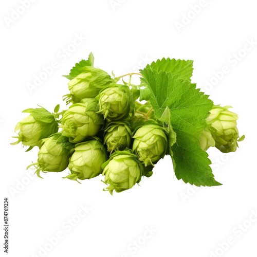 Hop isolate on transparent png.
