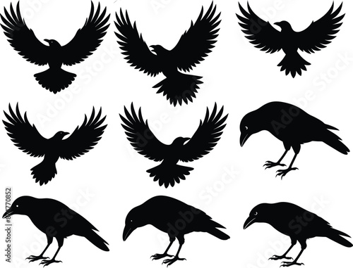 Set of crow bird black silhouette on white background, black bird silhouettes