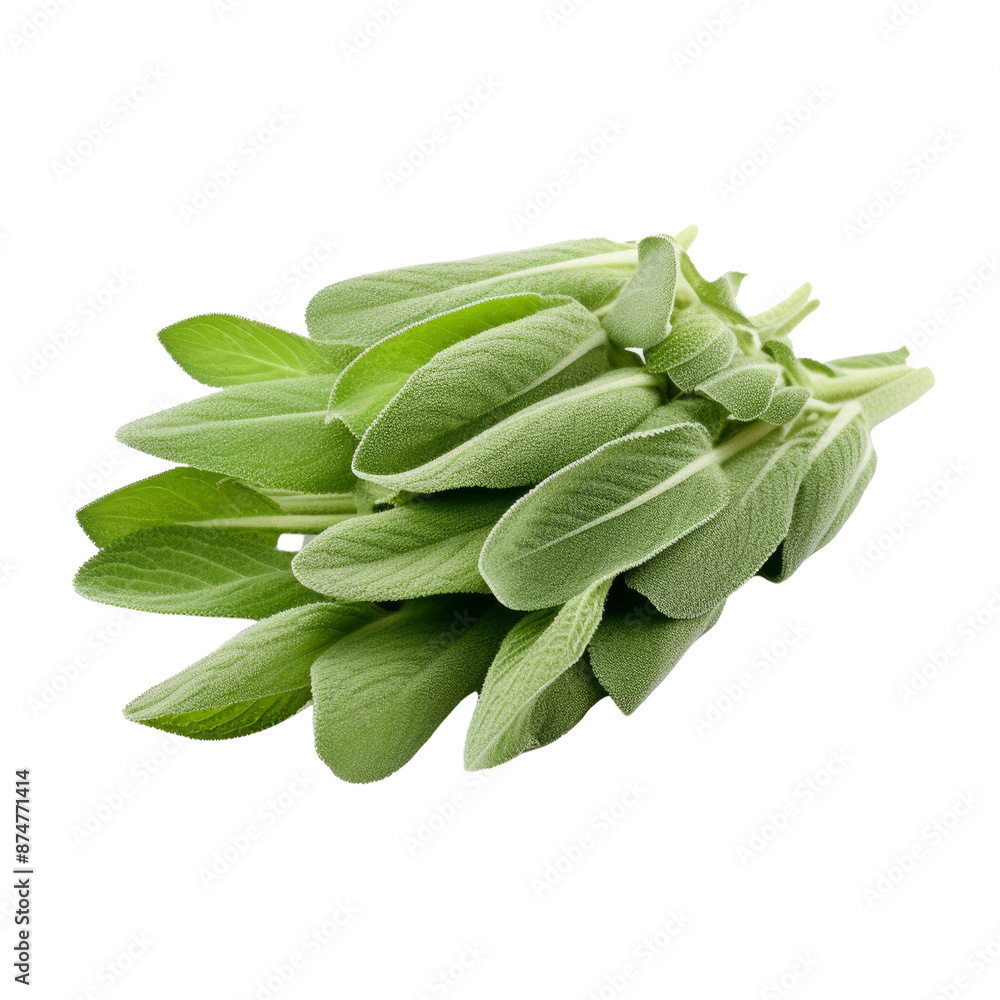 Sage leaves isolate on transparent png. Sage leaves isolate on transparent png.