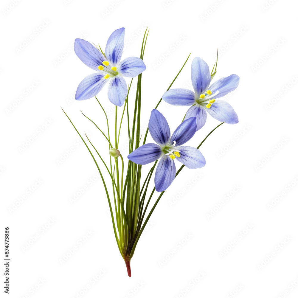 Spring crocus flowers isolate on transparent png.
Spring crocus flowers isolate on transparent png.